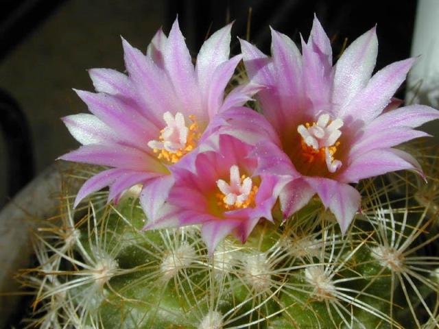 Gymnocactus_knuthianus